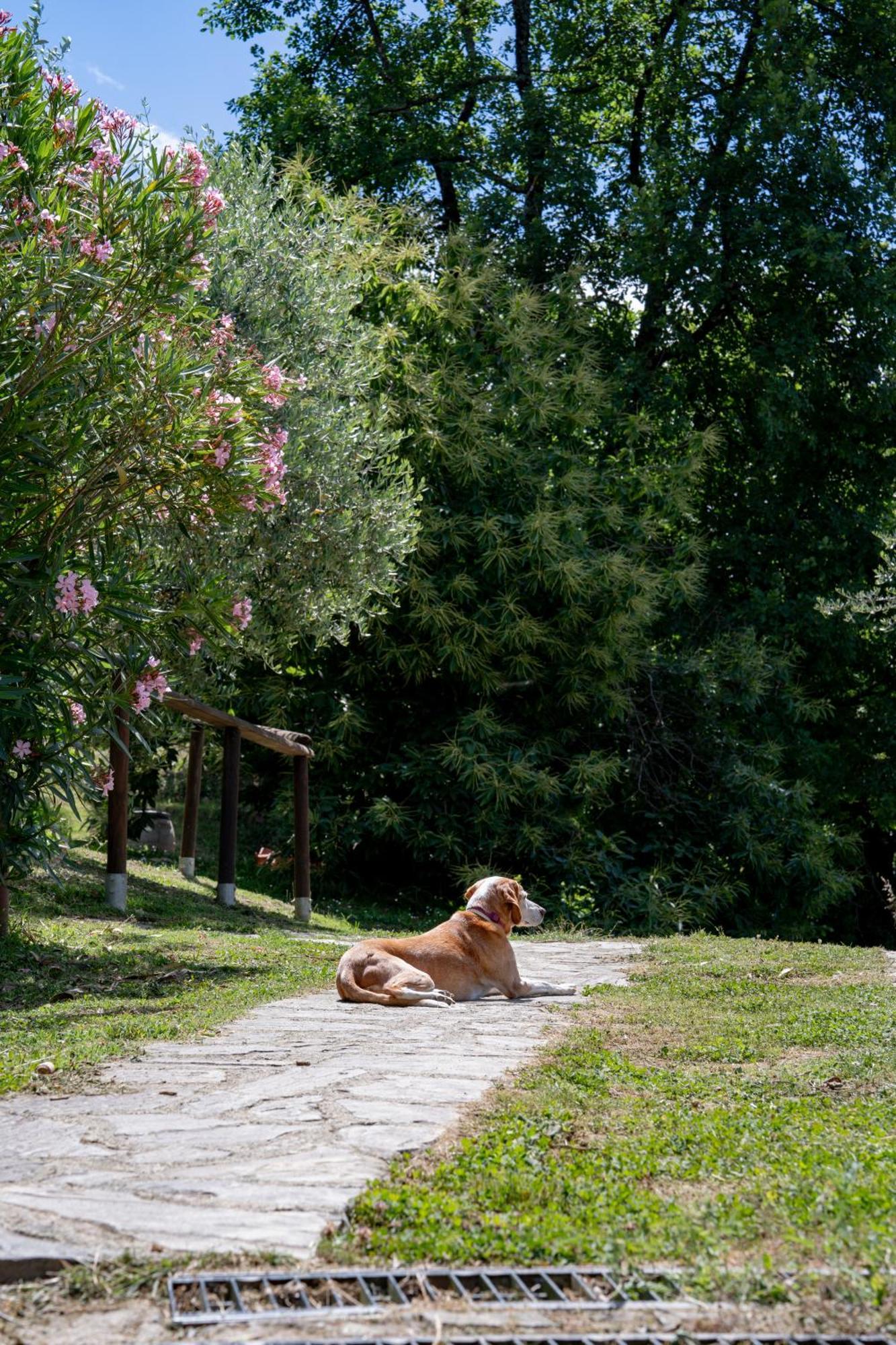 Agriturismo I Due Ghiri - Cinque Terre Calice al Cornoviglio Exteriér fotografie